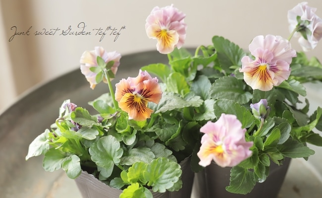 ☆育種うえたオリジナルパンジー 『天の羽衣』 【A】 | すべての商品