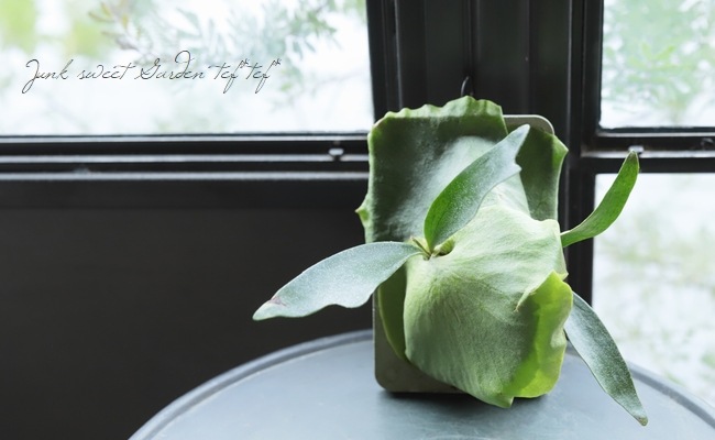 �ڴ��տ�ʪ�ۥӥ������� ���������B