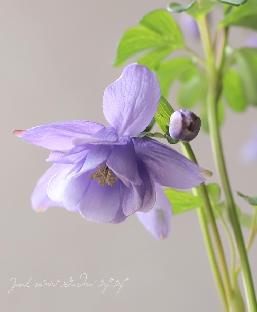 松原園芸オリジナル】 姫オダマキ 『ブルー』 | すべての商品 | | Junk