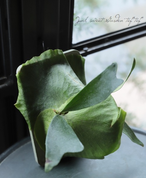 �ڴ��տ�ʪ�ۥӥ������� ���������B