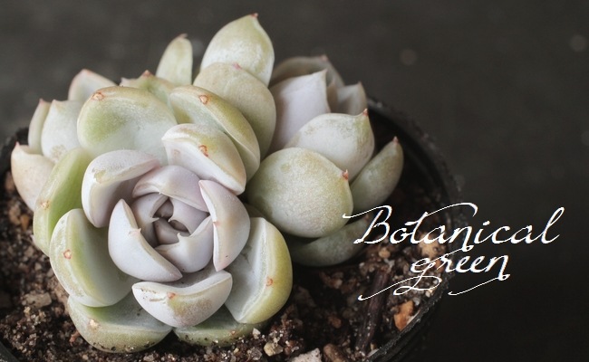 多肉植物】 『スノーバニー』 エケベリア属☆ | すべての商品 | | Junk