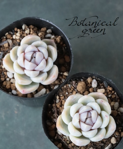 多肉植物　スノーバニー スノーバニー – 多肉植物の通販・販売サイト tawawa