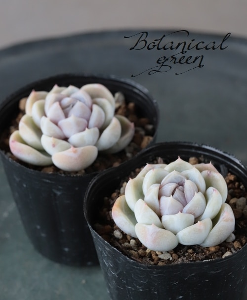 おまとめ中！39SALE！多肉植物^o^   スノーバニー おまとめ中！39SALE！多肉植物^o^ スノーバニー 【公式通販】