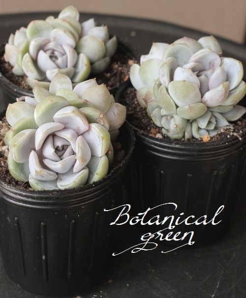 多肉植物】 『スノーバニー』 エケベリア属☆ | すべての商品 | | Junk