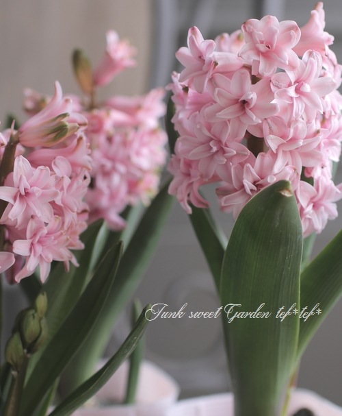 ヒヤシンス ゴージャス八重咲き ピンク 3球植え すべての商品 Junk Sweet Garden Tef Tef