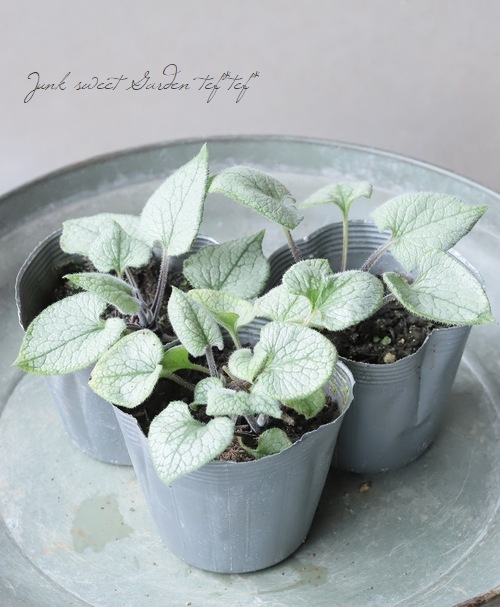 ブルンネラ 『ルッキンググラス』 | すべての商品 | | Junk sweet