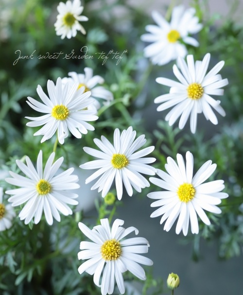 ��ֽɺ��֥饭���ࡡ�إ����ץ꡼��ۥ磻�ȡ�