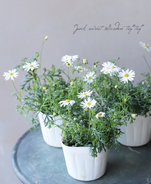 ��ֽɺ��֥饭���ࡡ�إ����ץ꡼��ۥ磻�ȡ�