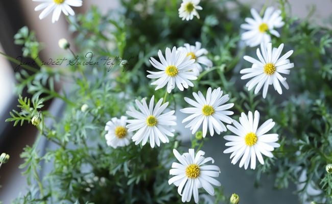 ��ֽɺ��֥饭���ࡡ�إ����ץ꡼��ۥ磻�ȡ�