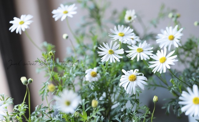 ��ֽɺ��֥饭���ࡡ�إ����ץ꡼��ۥ磻�ȡ�