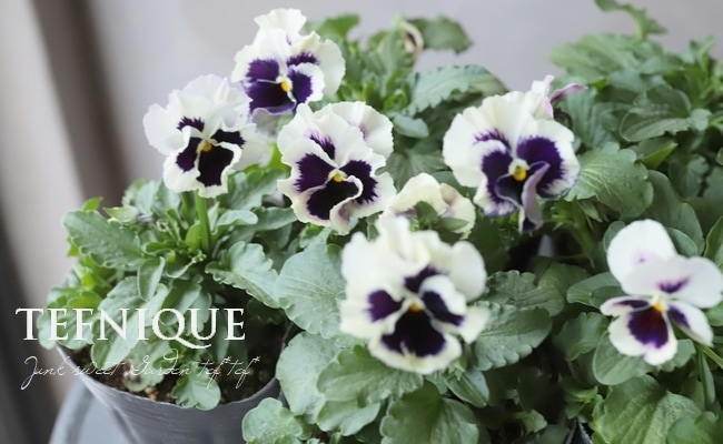 プルメリア 3種セット エルシー アフリーク シャンパン 花苗 鉢花 プルメリア：エルシー（Elsie）5号鉢植え の通販 | 園芸ネット