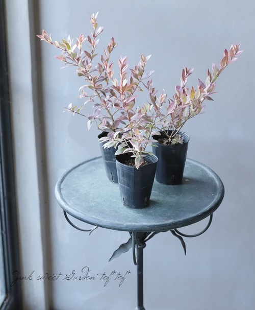 �����ꡡ�ض��߲�-����Х���-�� (�����-���󥳥��Х�-)