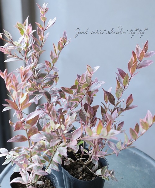 �����ꡡ�ض��߲�-����Х���-�� (�����-���󥳥��Х�-)