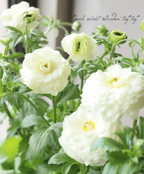 ��ʥ󥭥�饹����å������꡼�����إ��졼������