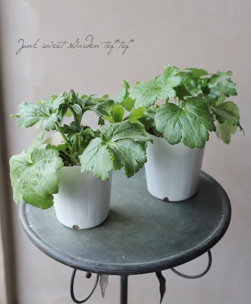 ��ʥ󥭥�饹����å������꡼�����إ��졼������