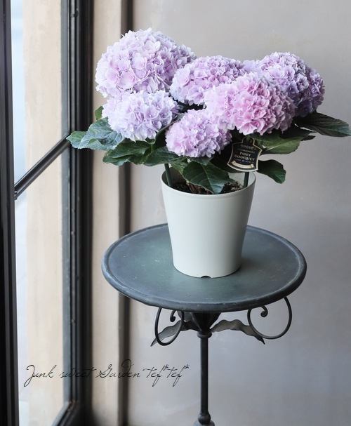 紫陽花 『エリィ』 ピンク 八重咲き | すべての商品 | | Junk sweet