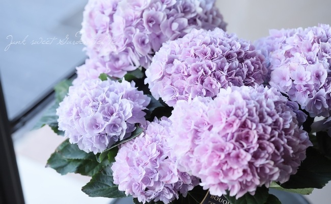 紫陽花 エリィ ピンク 八重咲き Flower Species アジサイ Junk Sweet Garden Tef Tef