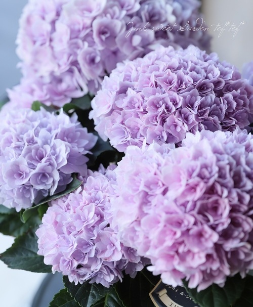 八重咲き紫陽花 『エリィ』 ピンク | すべての商品 | | Junk sweet