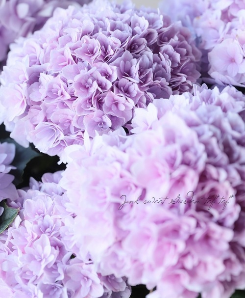 jie 紫陽花 紫陽花 『エリィ』 ピンク 八重咲き | すべての商品 | | Junk sweet