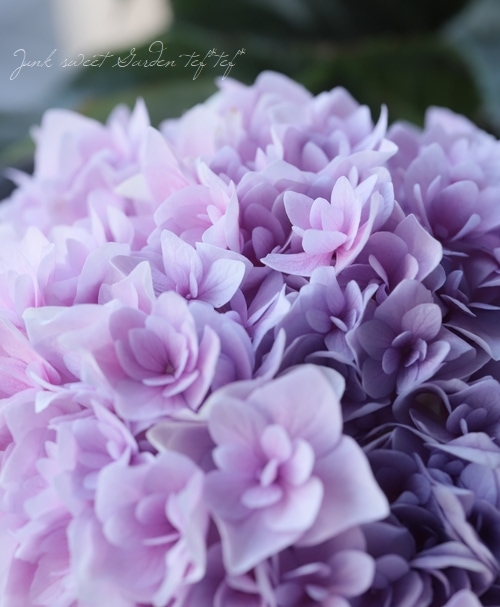 八重咲き紫陽花 『エリィ』 ピンク | すべての商品 | | Junk sweet