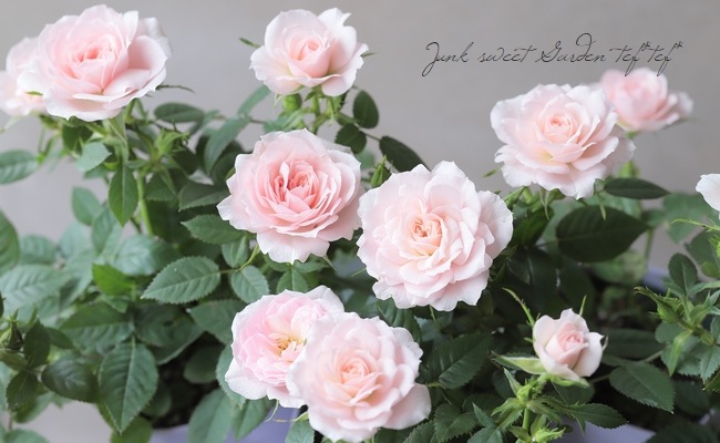 �ߥ˥Х顡�إ��꡼��ԥ󥯡����������ޡ١�