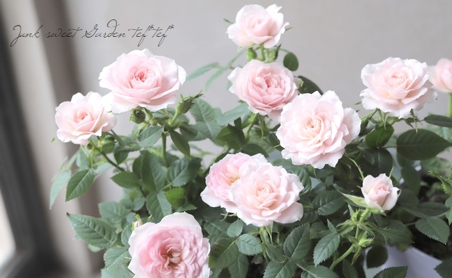 �ߥ˥Х顡�إ��꡼��ԥ󥯡����������ޡ١�