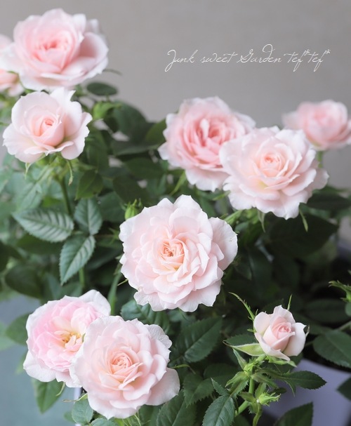 �ߥ˥Х顡�إ��꡼��ԥ󥯡����������ޡ١�