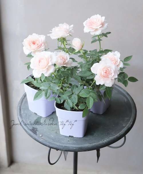 �ߥ˥Х顡�إ��꡼��ԥ󥯡����������ޡ١�