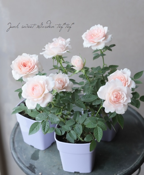 �ߥ˥Х顡�إ��꡼��ԥ󥯡����������ޡ١�