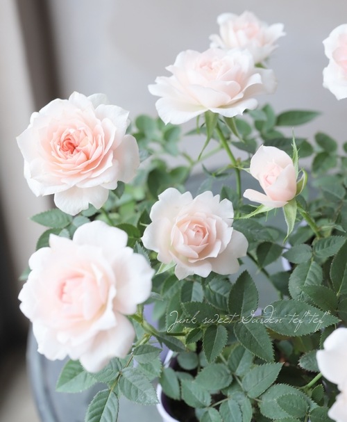 �ߥ˥Х顡�إ��꡼��ԥ󥯡����������ޡ١�