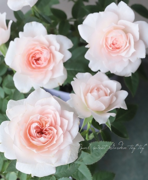 �ߥ˥Х顡�إ��꡼��ԥ󥯡����������ޡ١�