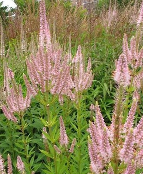 �٥��˥����ȥ�ࡦ������������ �إ����󥸥㡼�١�