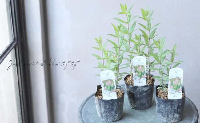 �٥��˥����ȥ�ࡦ������������ �إ����󥸥㡼�١�