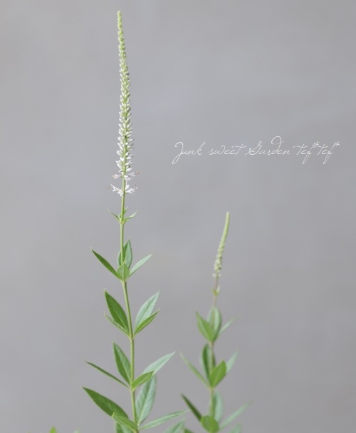 �٥��˥����ȥ�ࡦ������������ �إ����󥸥㡼�١�