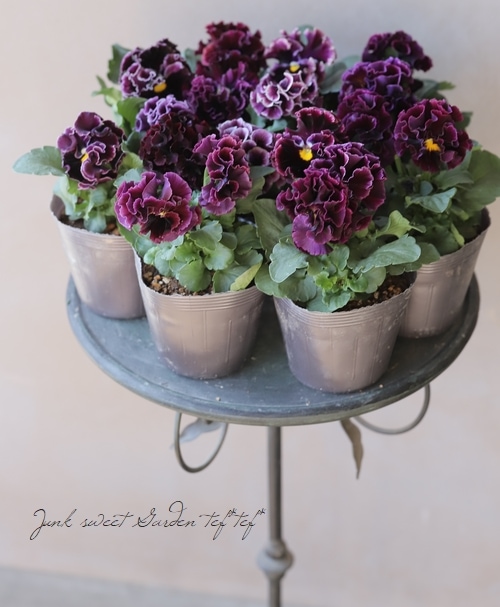 フリルパンジー 『パルムディレーヌ』 ワインレッド | すべての商品