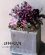 �ե��ѥ󥸡����إѥ��ǥ��졼�̡١��磻���å�