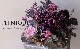 �ե��ѥ󥸡����إѥ��ǥ��졼�̡١��磻���å�