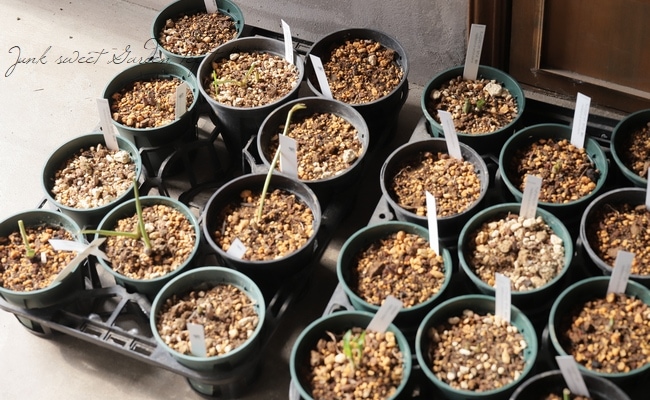 横山園芸さん】 原種系ヘレボラス(クリスマスローズ) 『H.torquatus