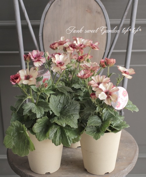 ラナンキュラス ラックスシリーズ 『テセウス』 綾園芸さん育種！生産