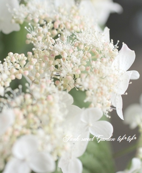 山紫陽花 『紅 -くれない-』 | すべての商品 | | Junk sweet Garden