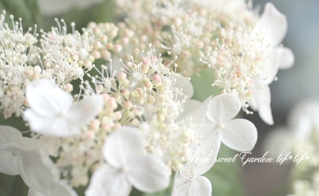 山紫陽花 『紅 -くれない-』 | すべての商品 | | Junk sweet