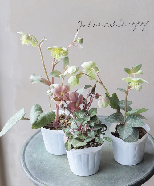 松村園芸・カラーリーフクリスマスローズ 『MIX』 おまかせ | すべての