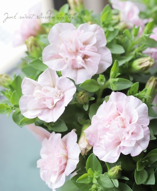 同梱みかん様㊶大きめ さくらホイップ❣️ミニマカロン交配❣️6苗!発