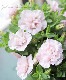�ڲ����¤��󥪥ꥸ�ʥ�� Ȭ�ź餭�ڥ���˥� �إۥ��åץޥ������ ������