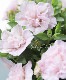 �ڲ����¤��󥪥ꥸ�ʥ�� Ȭ�ź餭�ڥ���˥� �إۥ��åץޥ������ ������