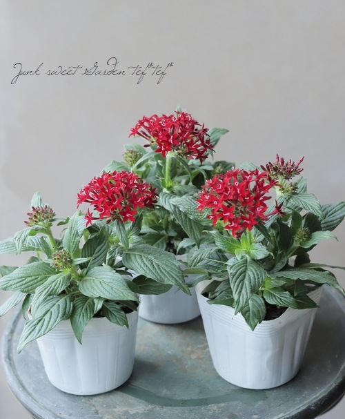 ペンタス・ラッキースター 『ダークレッド』 | すべての商品 | | Junk