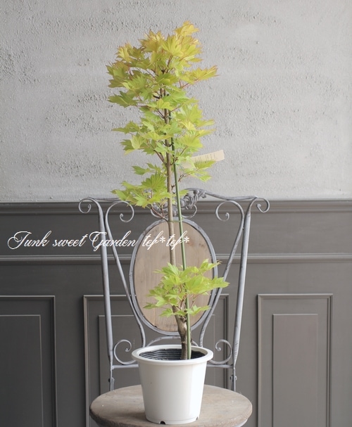 モミジ 楓 -カエデ- 『金隠れ -キンカクレ-』 | すべての商品 | | Junk