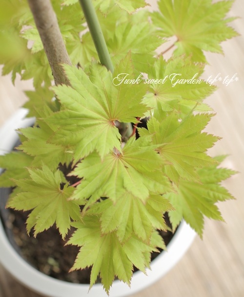 モミジ 楓 -カエデ- 『金隠れ -キンカクレ-』 | すべての商品 | | Junk