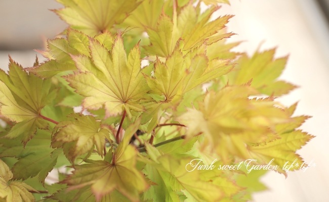 モミジ 楓 -カエデ- 『金隠れ -キンカクレ-』 | すべての商品 | | Junk