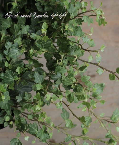 �إǥ顡�إ��å��եåȡ١����Ҥ��­�η�